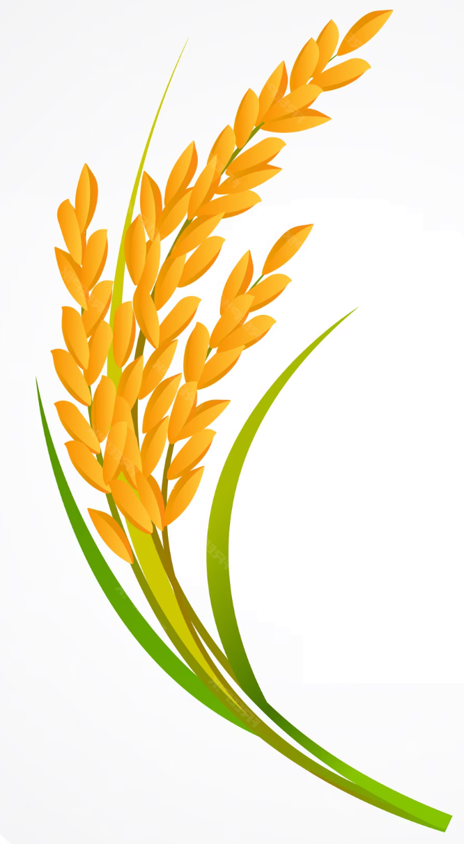 Wheat Ears